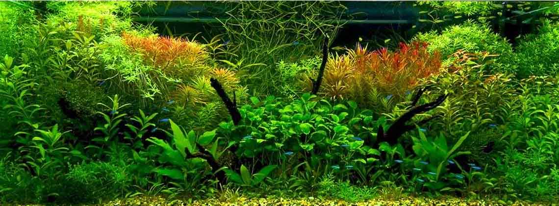 Всегда большой выбор аквариумных растений